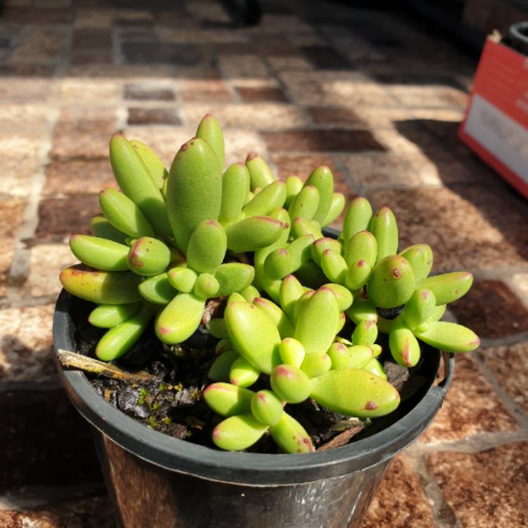 Plant image Crassula nudicaulis var. 'Herrei'