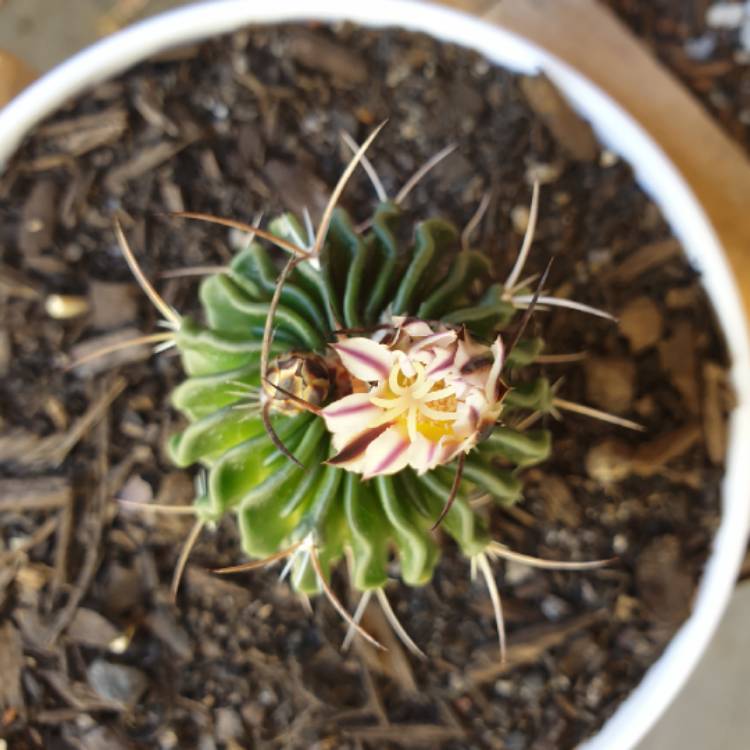 Plant image Stenocactus crispatus syn.Echinofossulocactus lamellosus,Stenocactus lamellosus