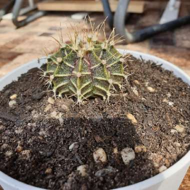 Gymnocalycium mihanovichii