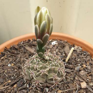 Gymnocalycium quehlianum