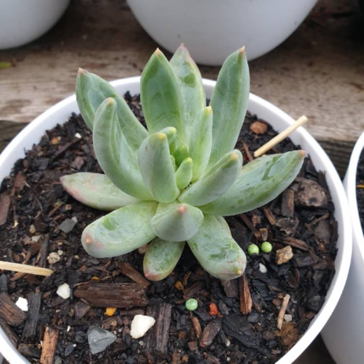 Plant image Pachyphytum longifolium