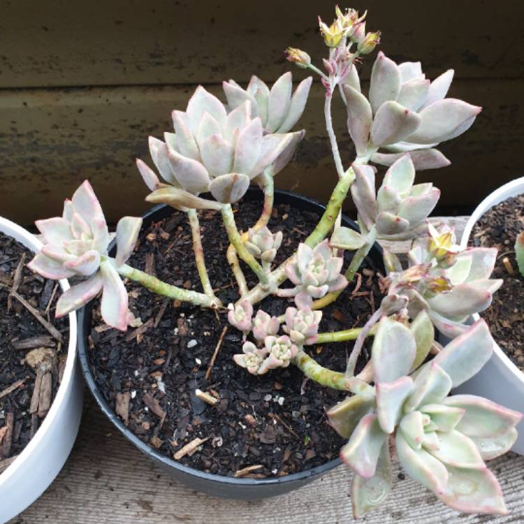 Plant image Graptopetalum Claret