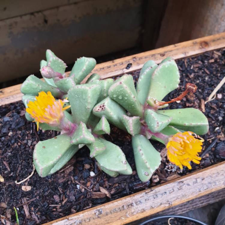 Plant image Faucaria Subintegra