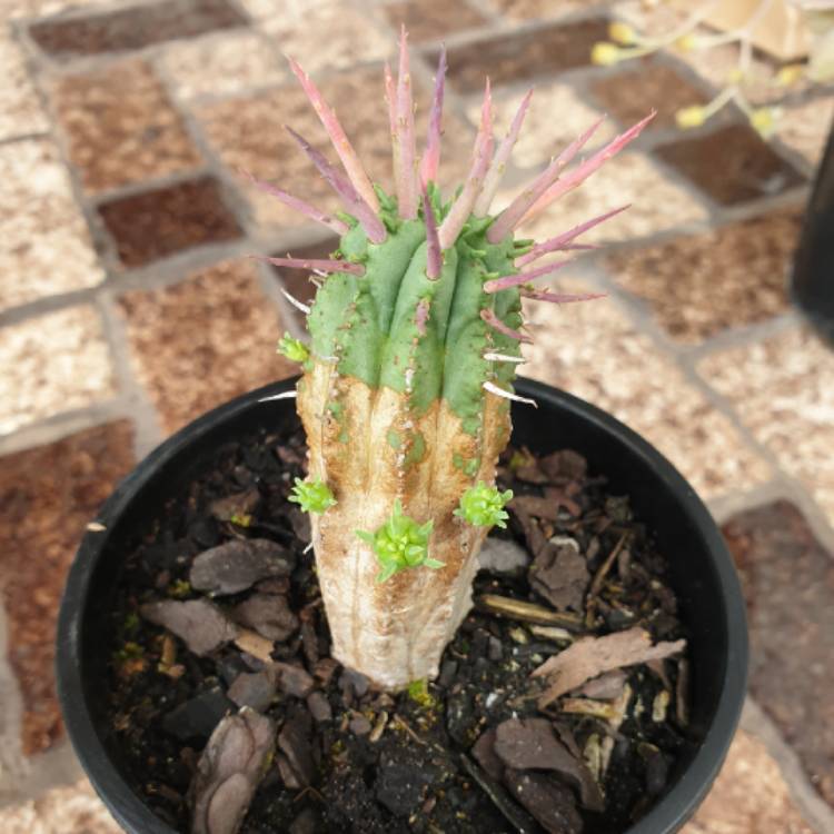 Plant image Euphorbia ferox 'Marloth'