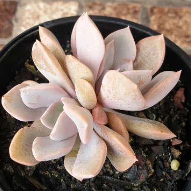 xGraptoveria Debbi