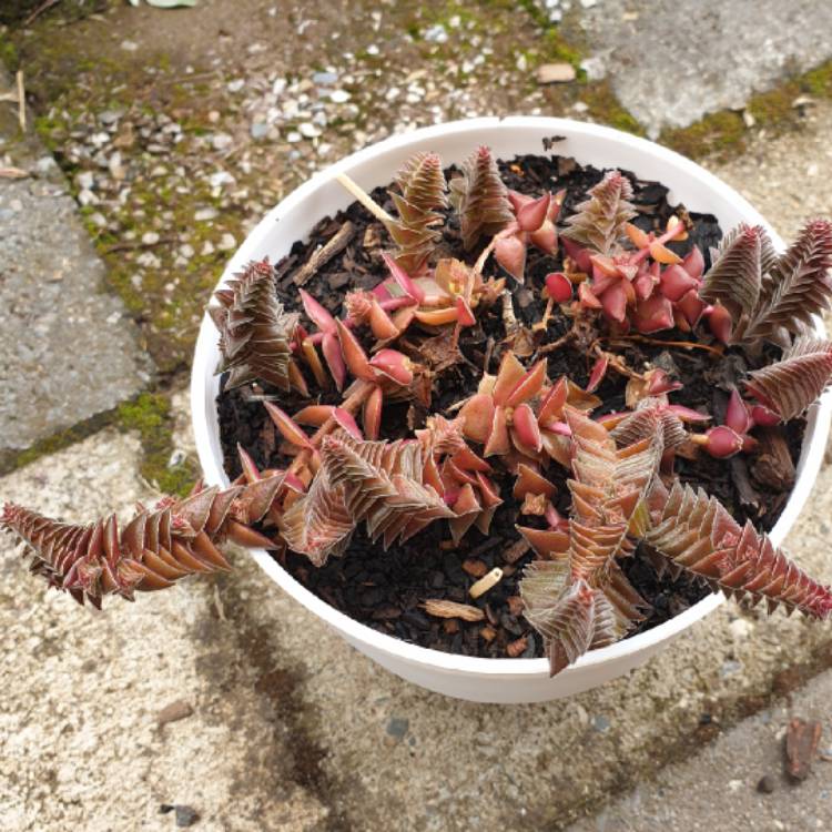 Plant image Crassula tabularis