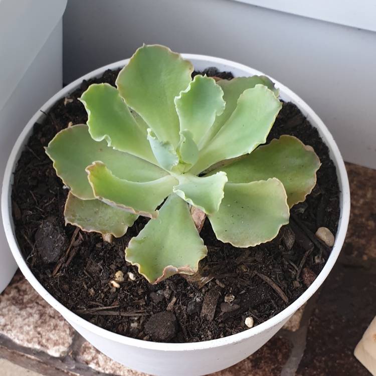 Plant image Echeveria Paradisian Surprise