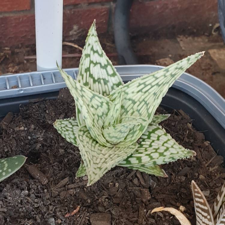 Plant image Aloe deltoideodonta 'Delta Lights'