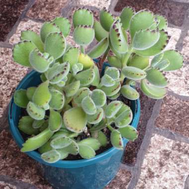 Cotyledon tomentosa