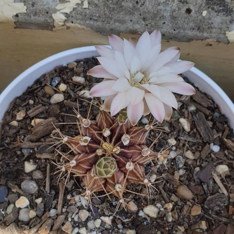 Plant image Gymnocalycium mihanovichii