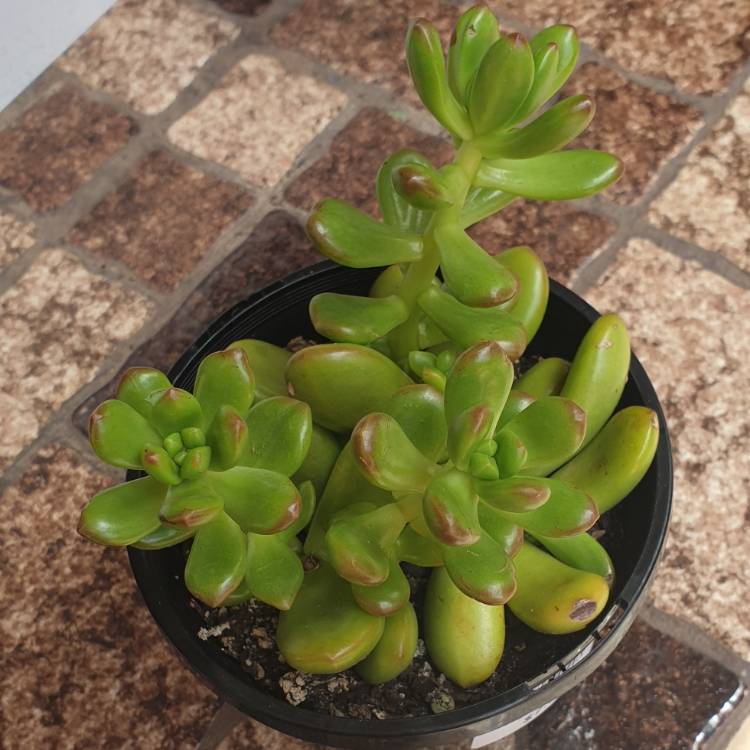 Plant image Sedum Lucidum Obesum