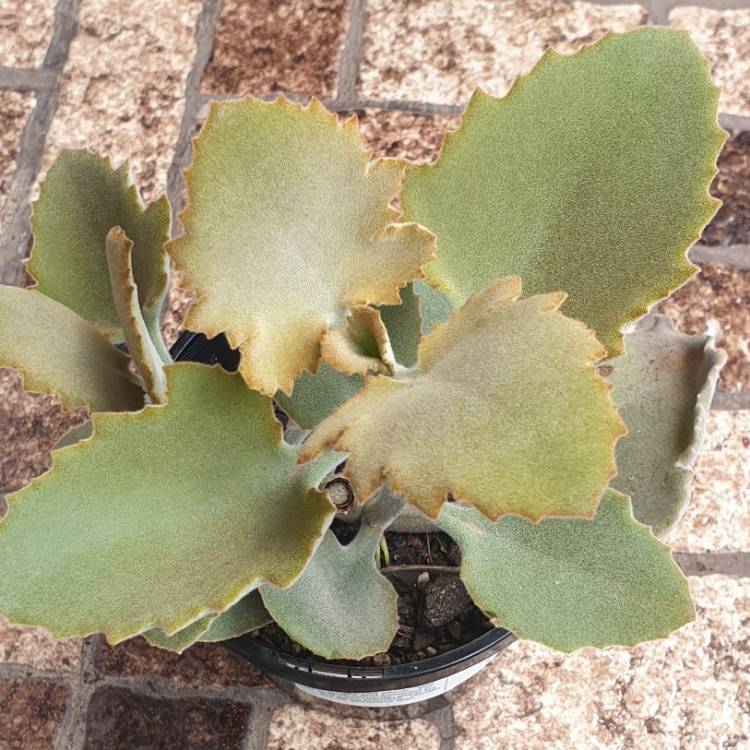 Plant image Kalanchoe Beharensis Oak Leaf