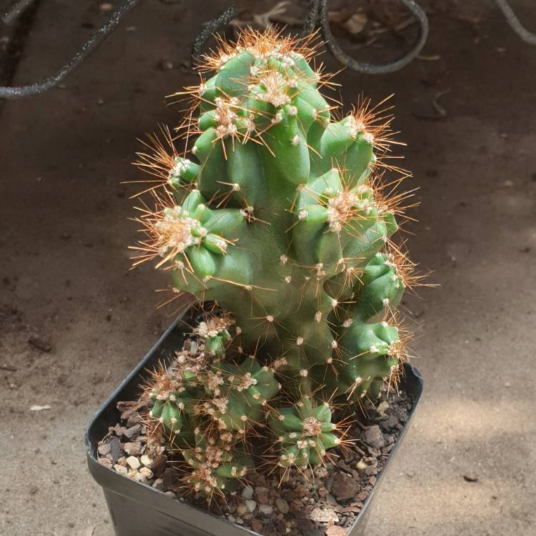 Plant image Cereus monstrosus (Blue and Gold)