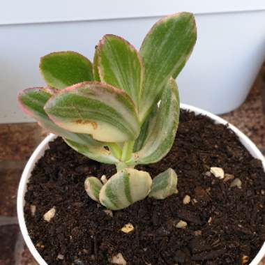 Crassula argentea f. variegata syn. Crassula ovata 'Lemon & Lime'