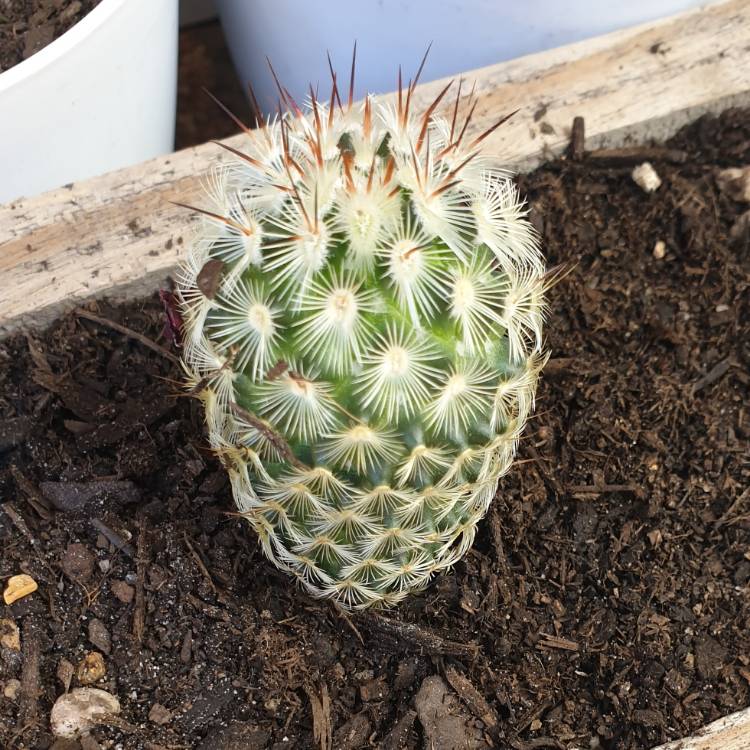 Plant image Mammillaria microhelia syn. Mammillaria droegeana, Mammillaria microheliopsis