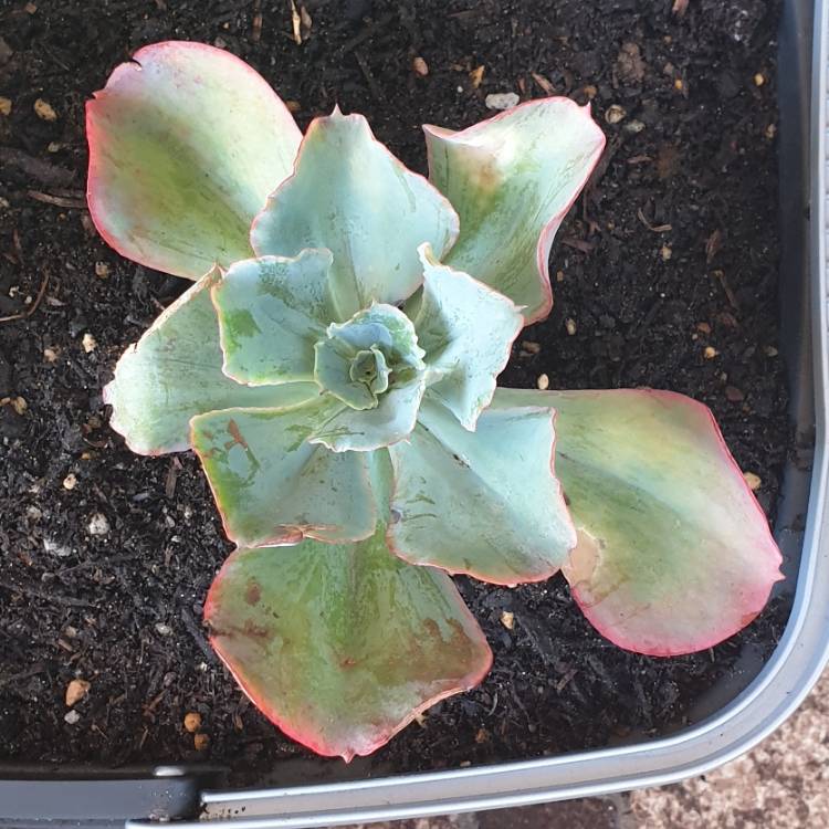 Plant image Echeveria Capri