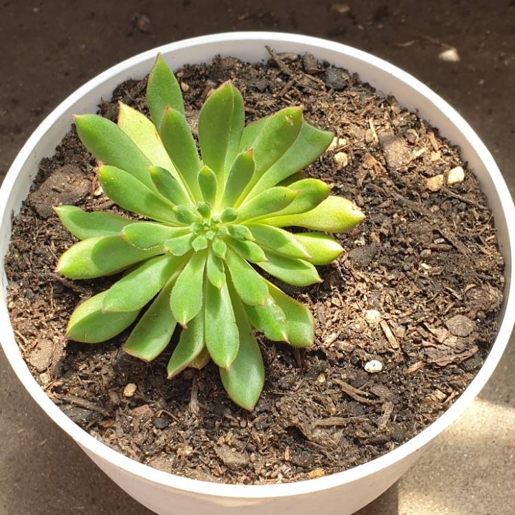 Plant image Echeveria Spruce Oliver