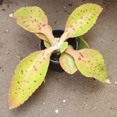 Kalanchoe Gastonis-bonnieri