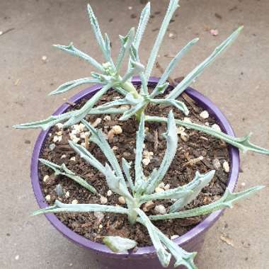 Senecio kleiniiformis