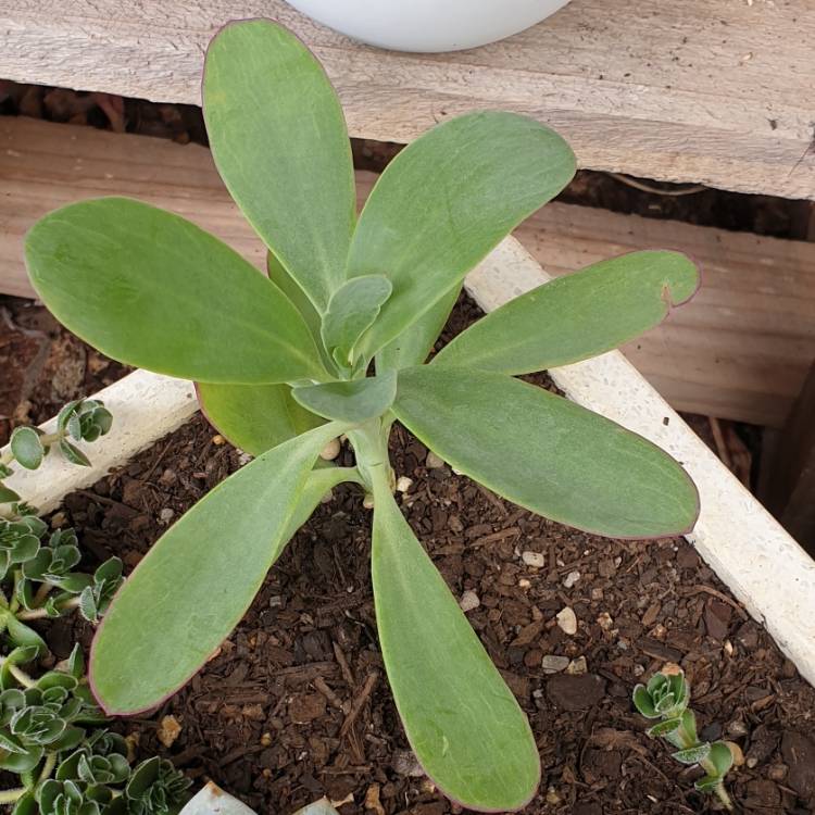 Plant image Senecio 'Purple Passion'