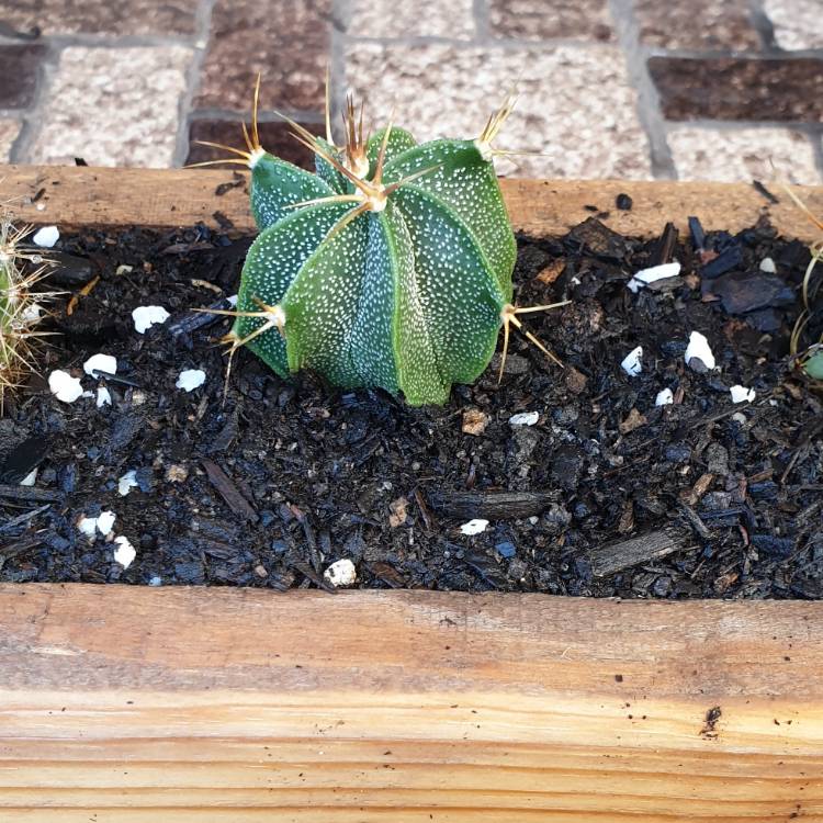 Plant image Astrophytum Ornatum