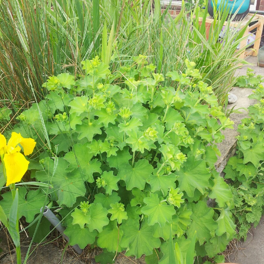 Maureen 's garden