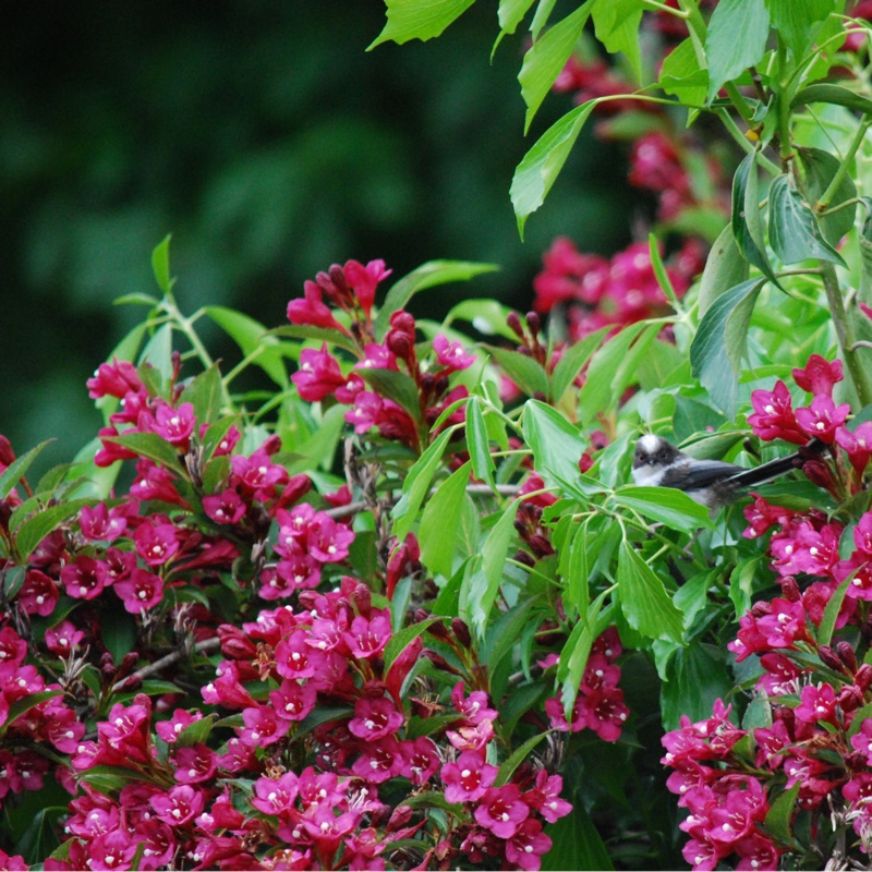 Weigela 'Bristol Ruby'