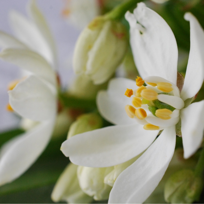 Golden Mexican Orange Blossom 'Sundance'