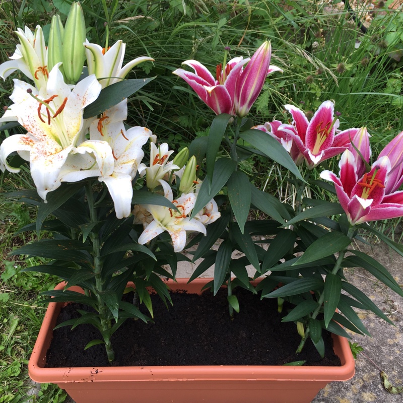 Lily 'Entertainer' (Oriental)