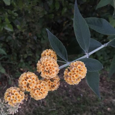 Orange Ball Butterfly Bush