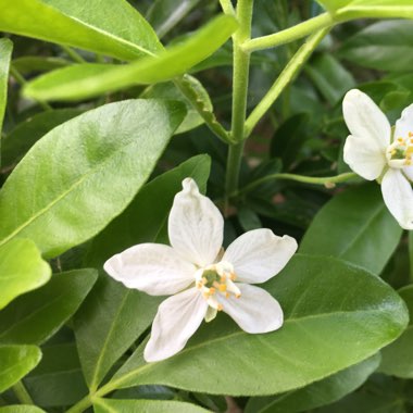 Golden Mexican Orange Blossom 'Sundance'