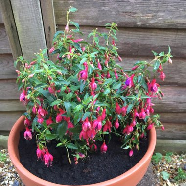 Fuchsia 'Tom Thumb'