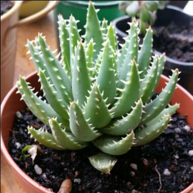 Aloe Brevifolia