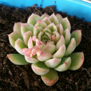 Echeveria Elegans