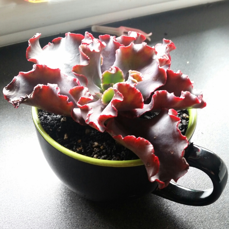 Plant image Echeveria Black Opal