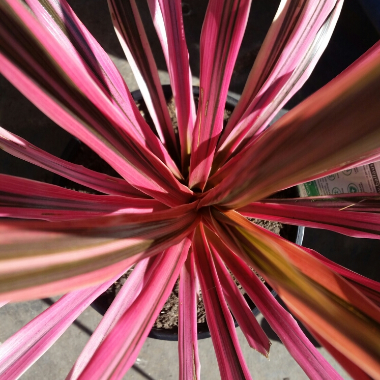 Plant image Cordyline australis 'Pink Passion'