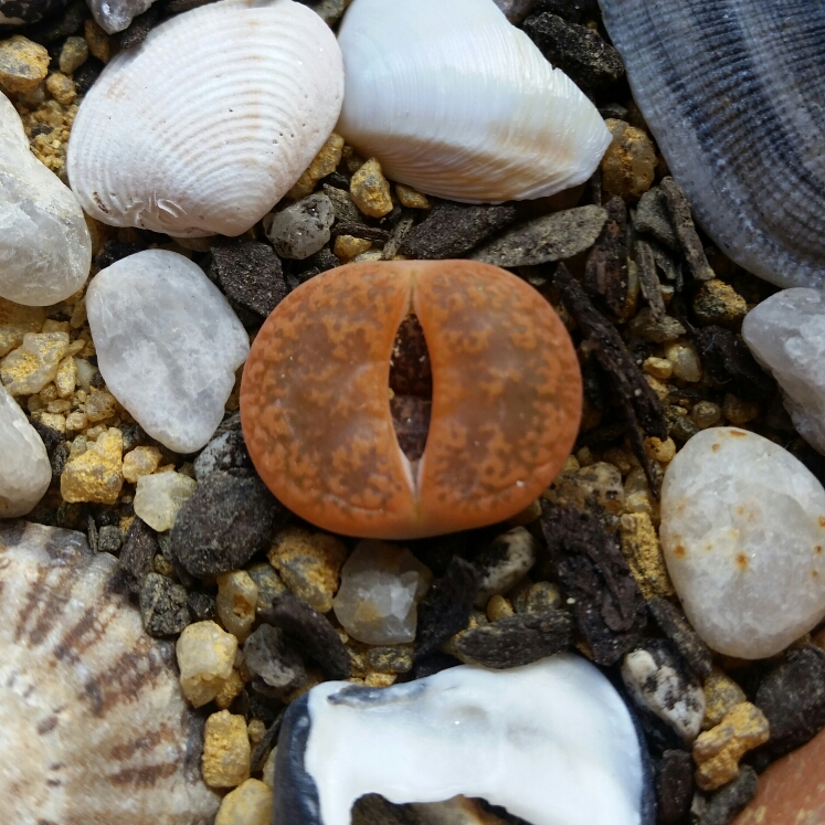 Plant image Lithops Lesliei var. Hornii