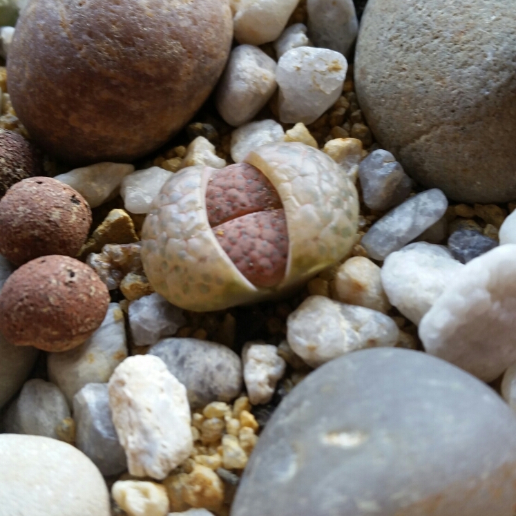 Plant image Lithops Lesliei var. Hornii