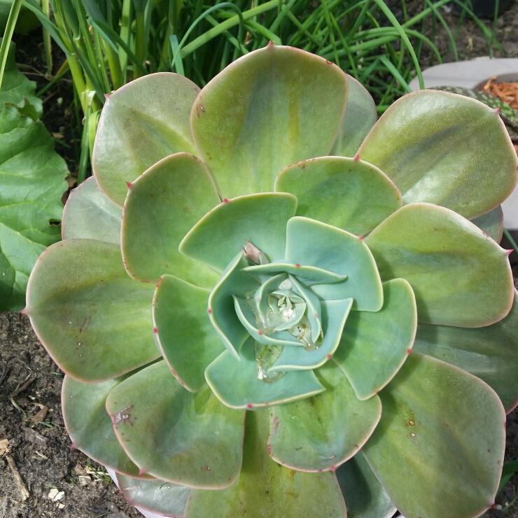 plant image 246228