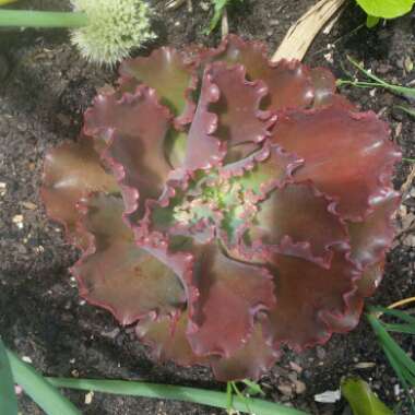 Echeveria Shaviana Pink Frills