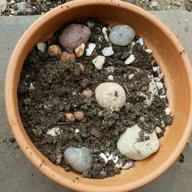 Lithops Lesliei var. Hornii