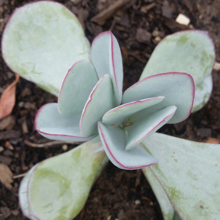 Plant image Crassula Arborescens subsp. Arborescens