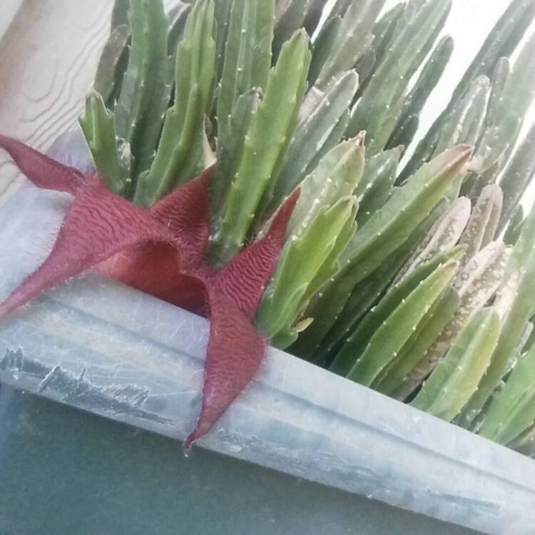 Plant image Stapelia desmetiana syn. S. grandiflora Curtis