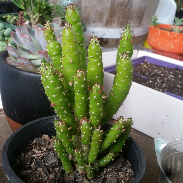 Plant image Austrocylindropuntia subulata F. Monstrosa