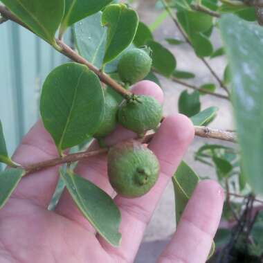 Psidium cattleyanum ; syn.Psidium cattleianum