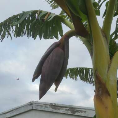 Musa acuminata