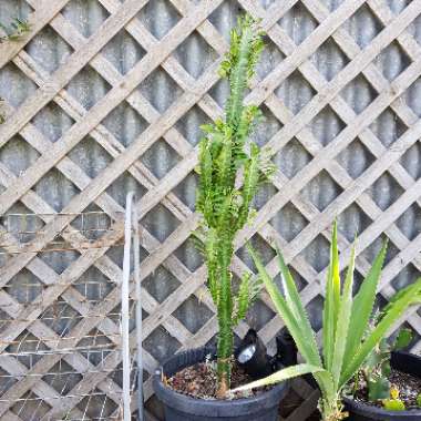 Euphorbia trigona rubra