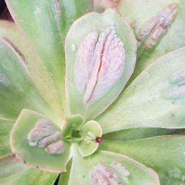 Echeveria Baron Bold