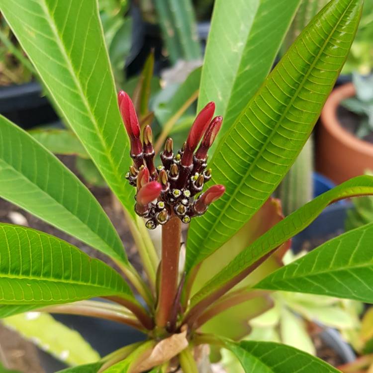 Plant image Plumeria rubra 'Aussie Pink'