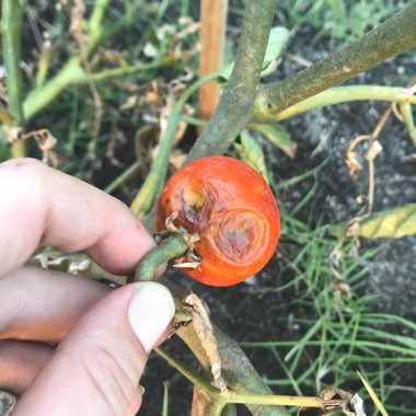 Solanum Lycopersicum 'Siberian'